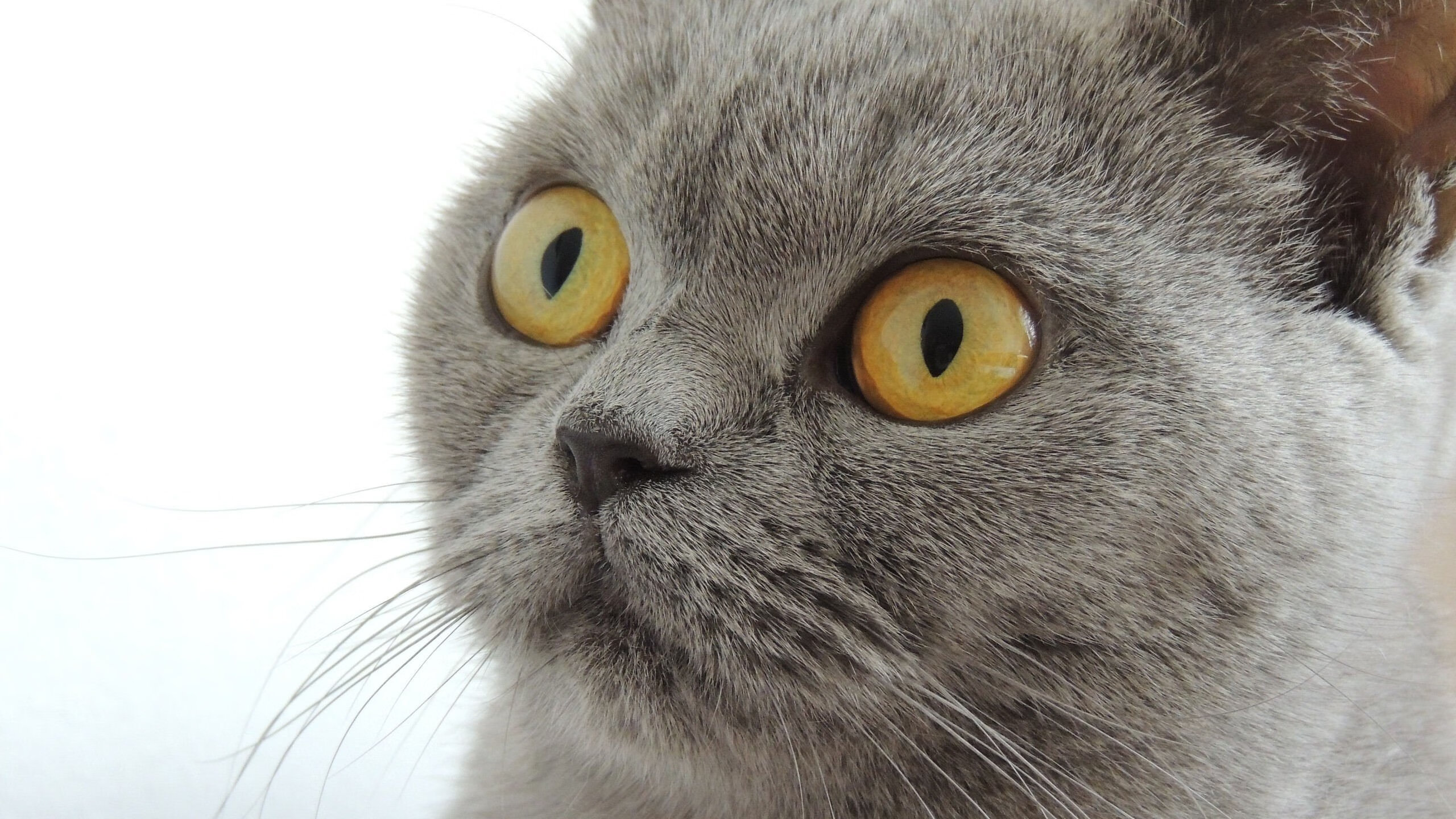 红土上的个人决斗，蒙特卡洛碾压戴维斯杯，梅德韦杰夫宣告网球新时代