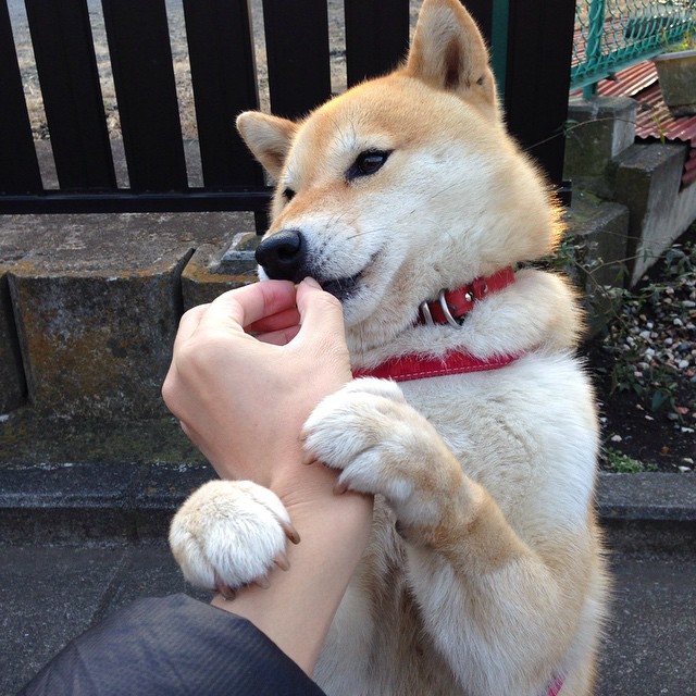 暴风雪锁死猛禽，东决关键战，森林狼如何用窒息式得分潮吞噬老鹰