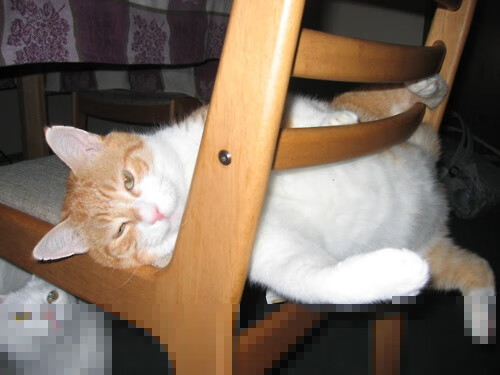 莫兰特撕裂双人包夹扛起全队，猛龙精准剑指击溃广厦队