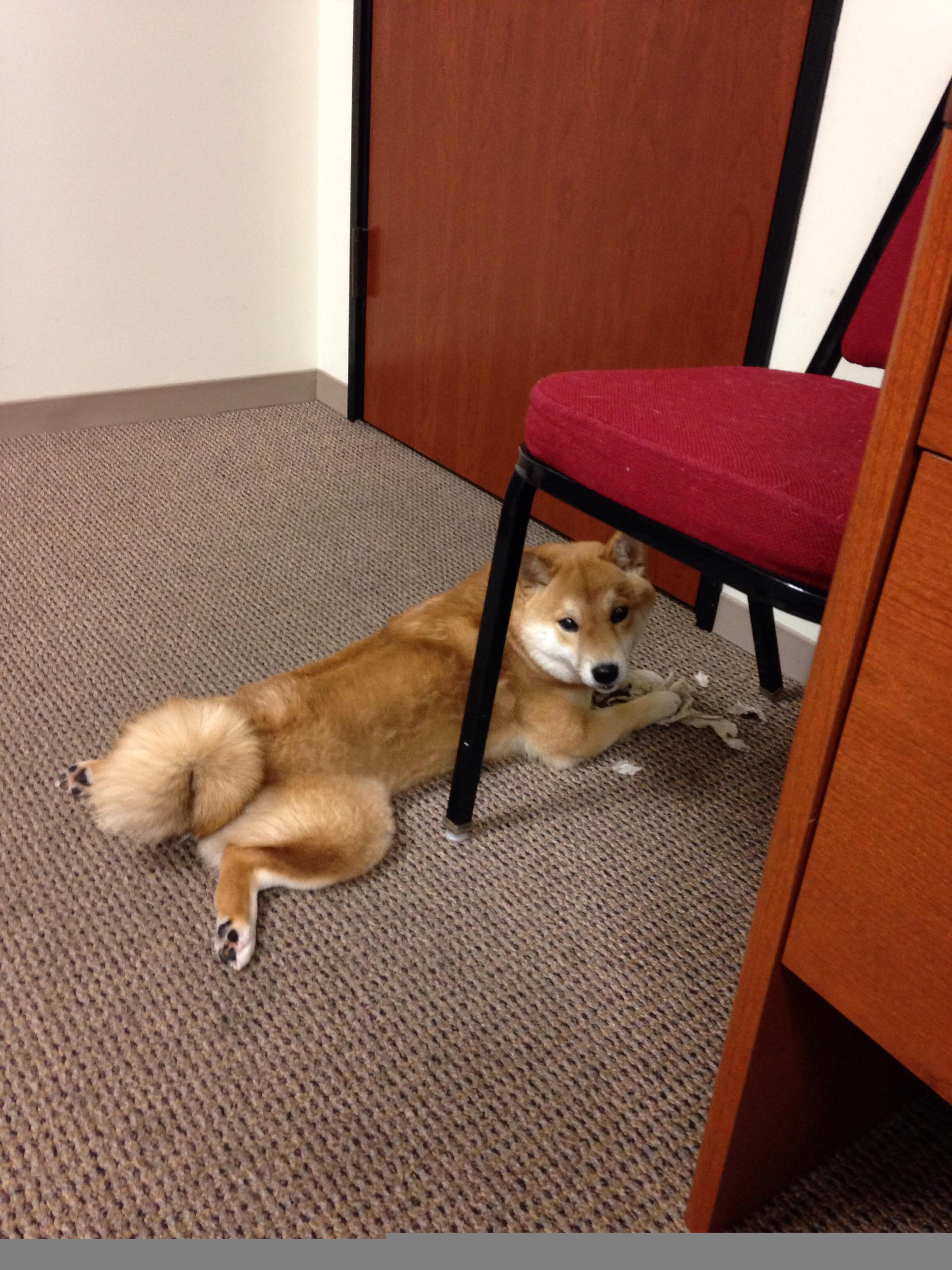 强压湖人！塔图姆成为尼克斯获胜的关键先生