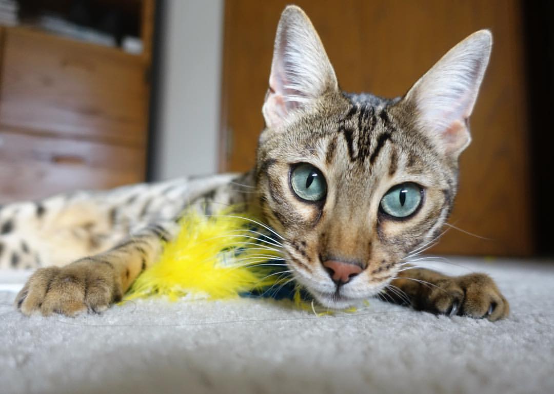 佩德里,今夜,他是一人成军的关键先生