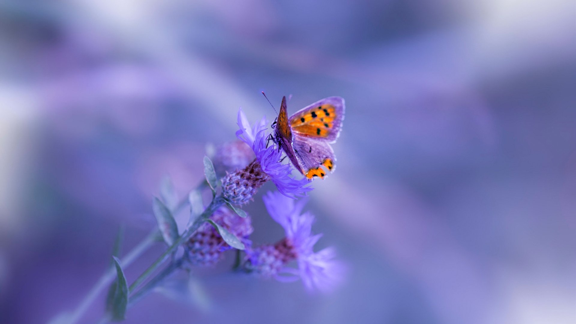 隐形长城,奥运周期关键战之夜,加克波用防守锁死胜利之门