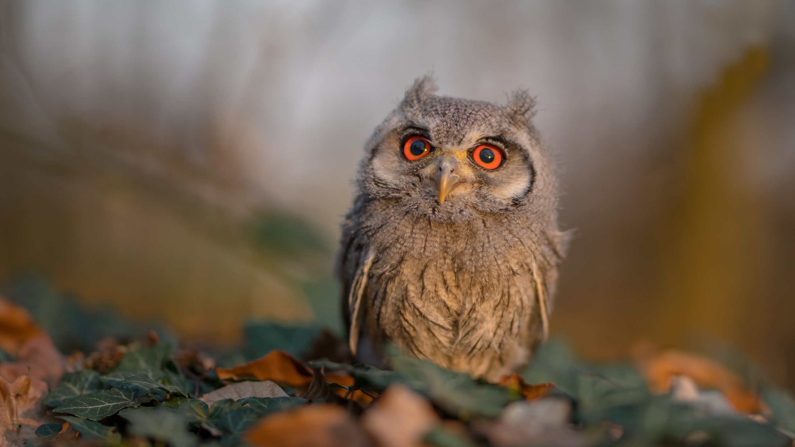 不止于评分，加维的满分之夜与西班牙的战术交响