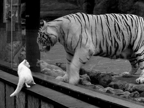 唯一性的竞技场，F1街道赛焦点战与切尔西爆冷德国的启示