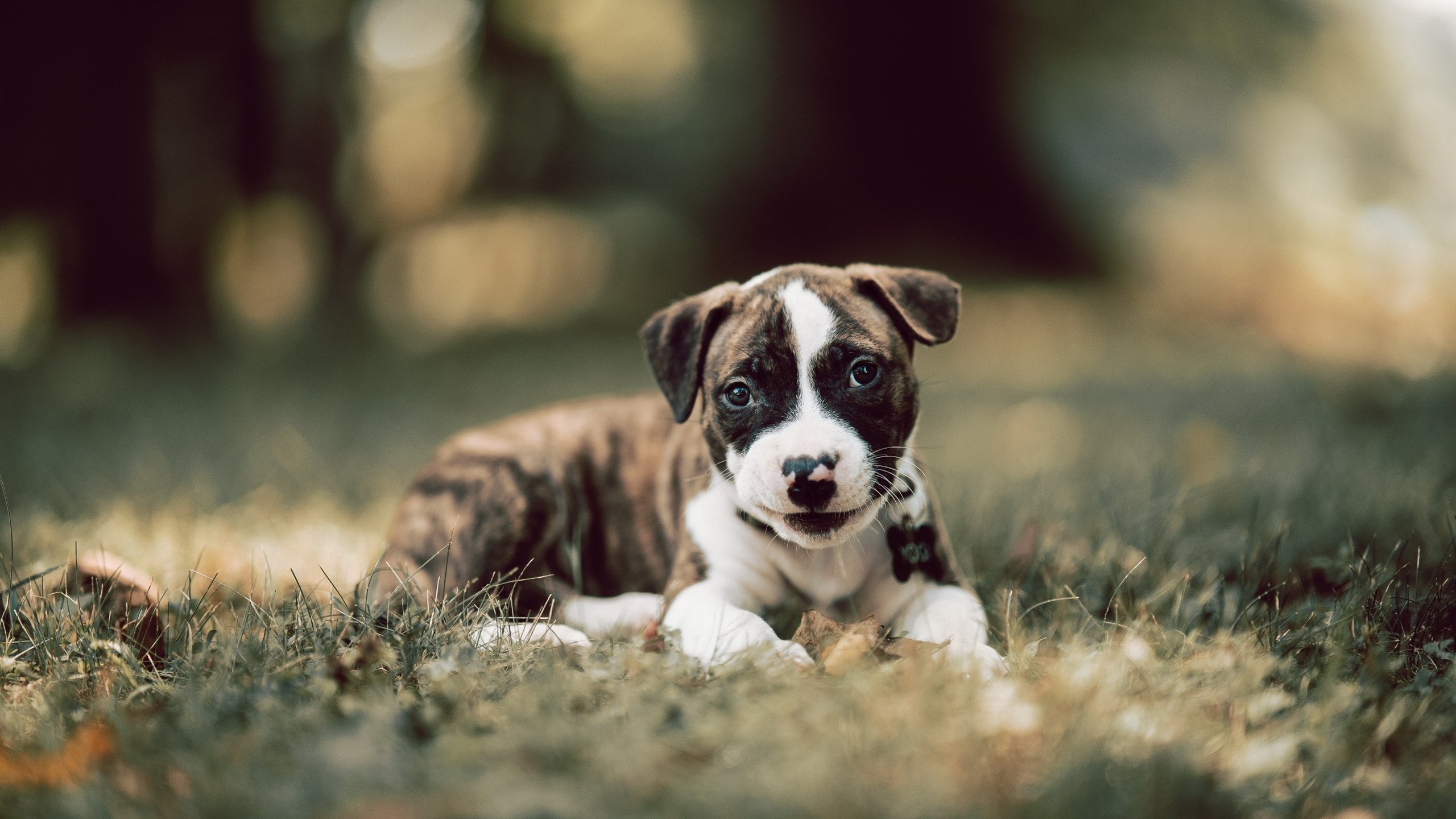 永恒的唯一，深圳火力与字母哥数据下的篮球哲学