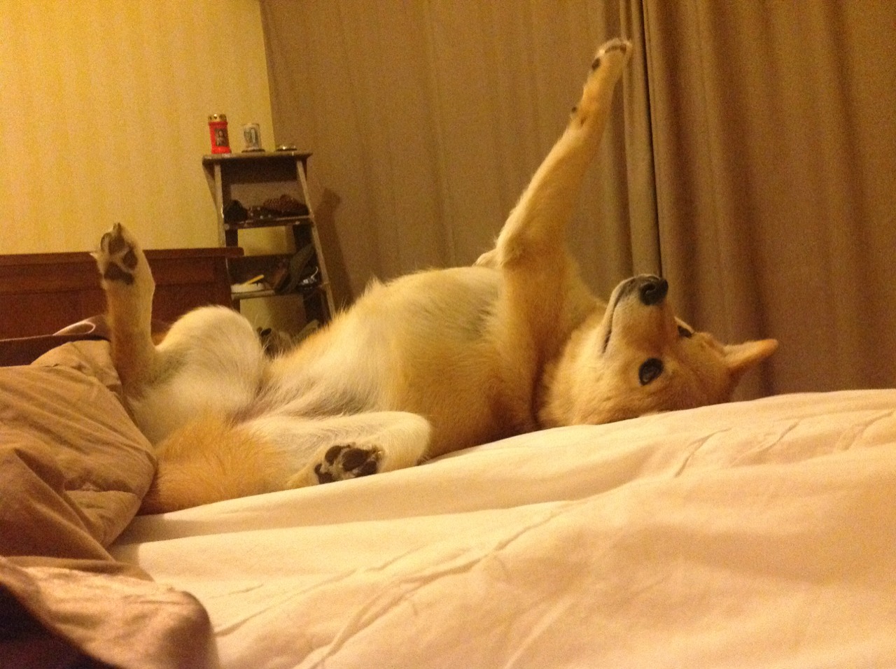 魔力鸟的智利奇兵,一场未爆发的焦点战,与逆转背后的人性寓言