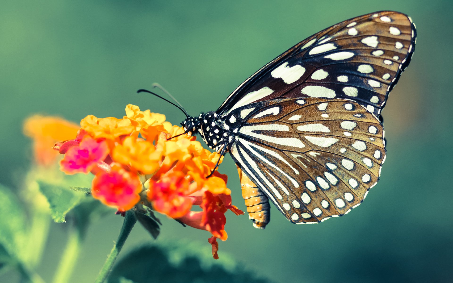 三笘薰独闯龙潭,新西兰与几内亚之战成个人表演秀