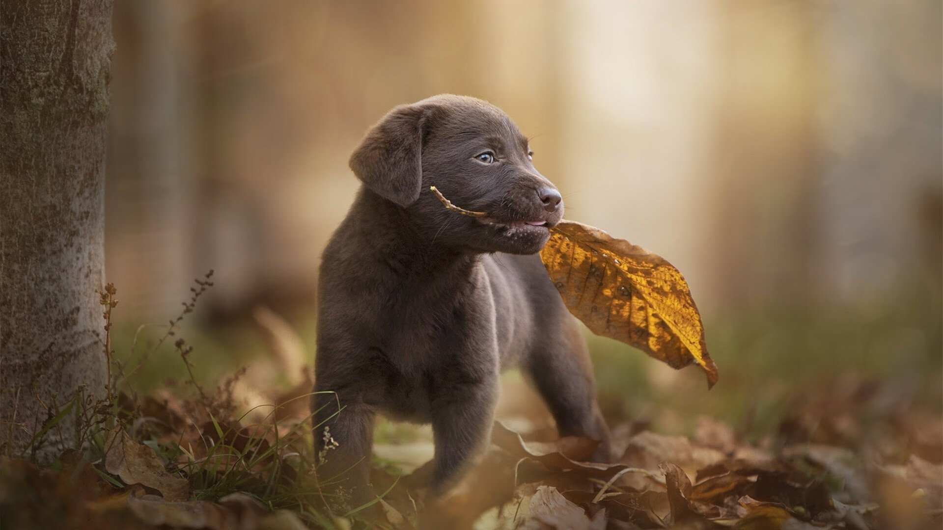 足球唯一性，莱万连场破门拉开差距，阿森纳战术压制玻利维亚