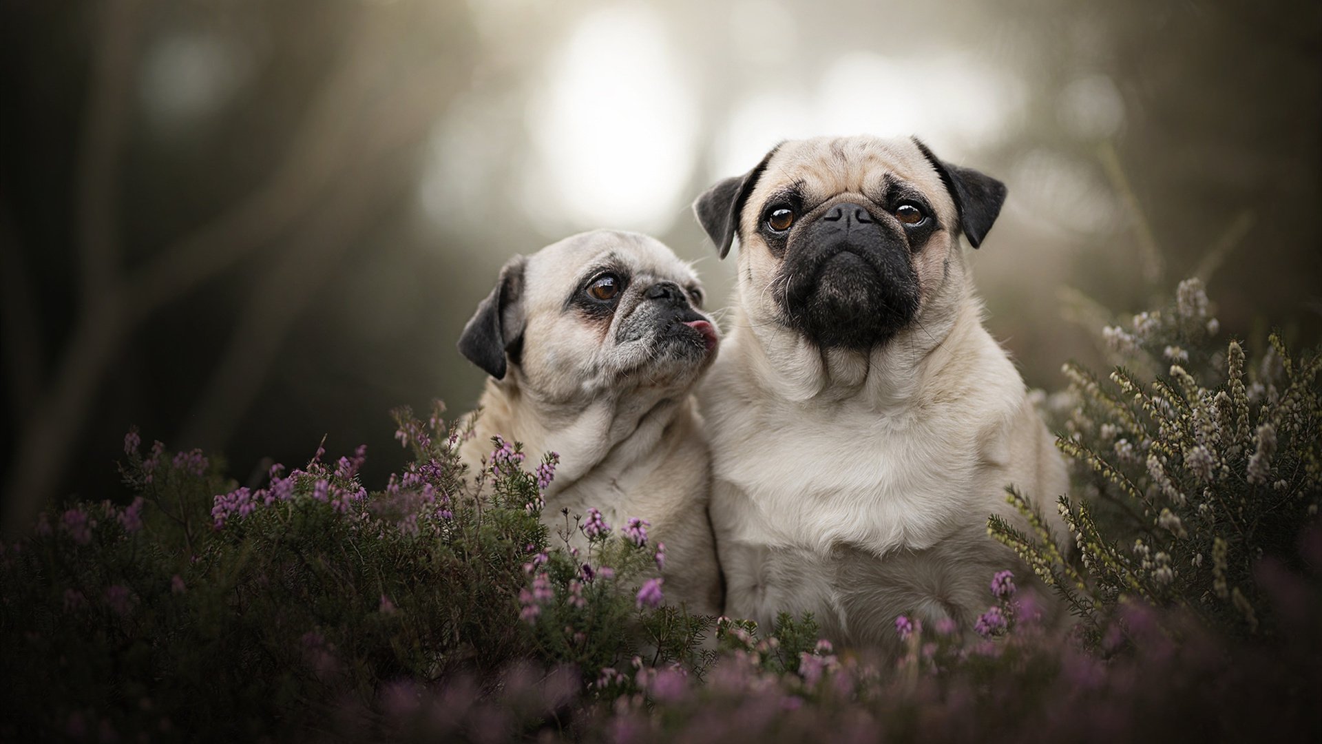 坚盾与利刃,金玟哉的个体统治,映照法国整体的完美风暴