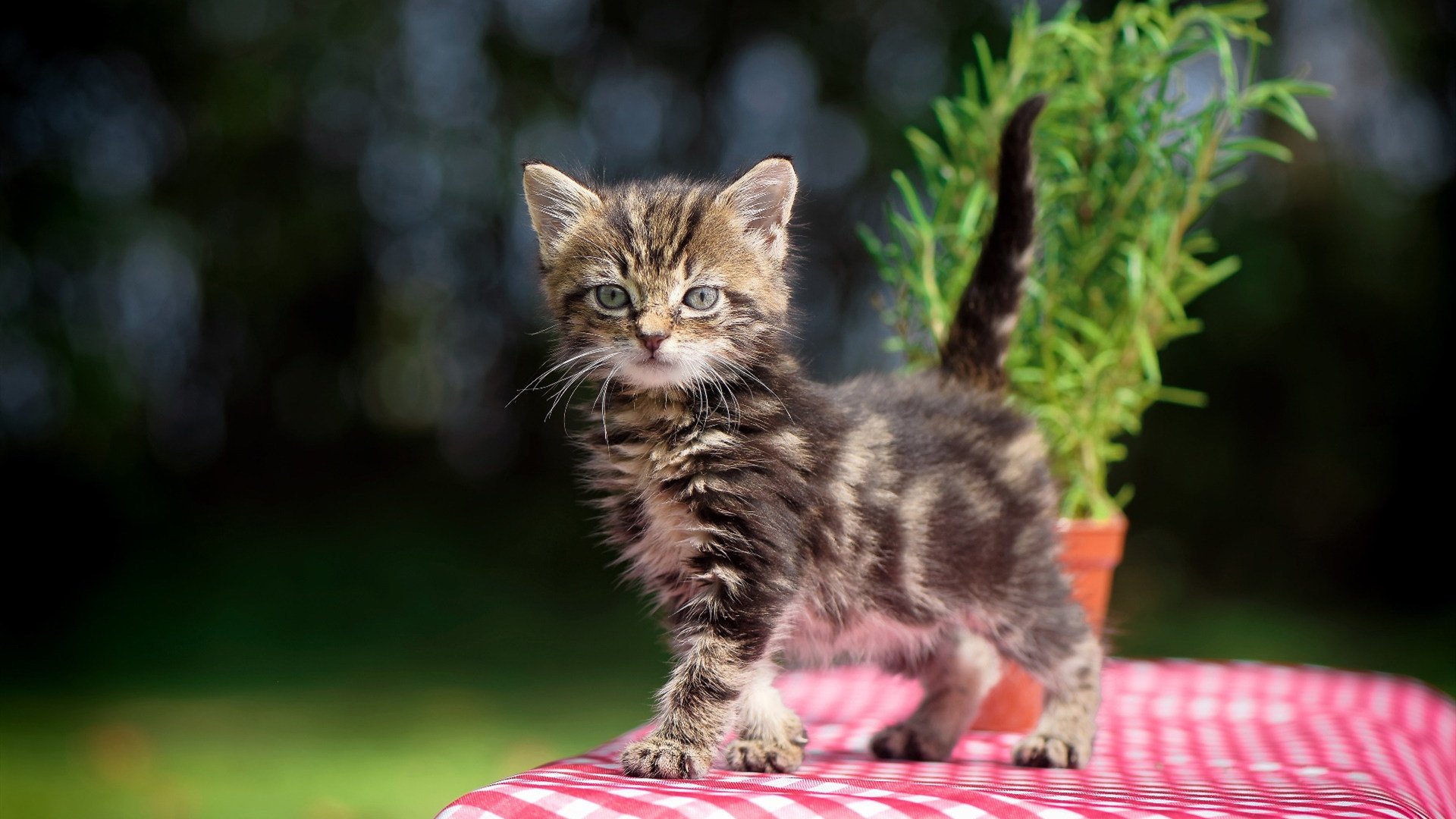 速度与力量的交响,森林狼在F1年度争冠焦点战的启示下打穿灰熊