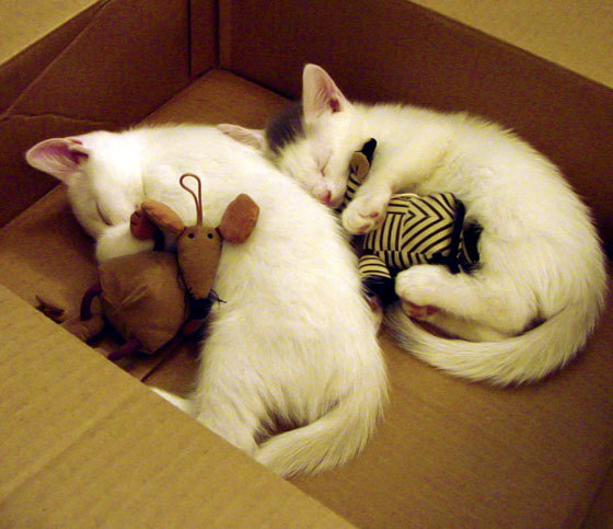 西甲国家德比之夜,字母哥稳定输出不掉线,一场横跨大西洋的体育精神对话