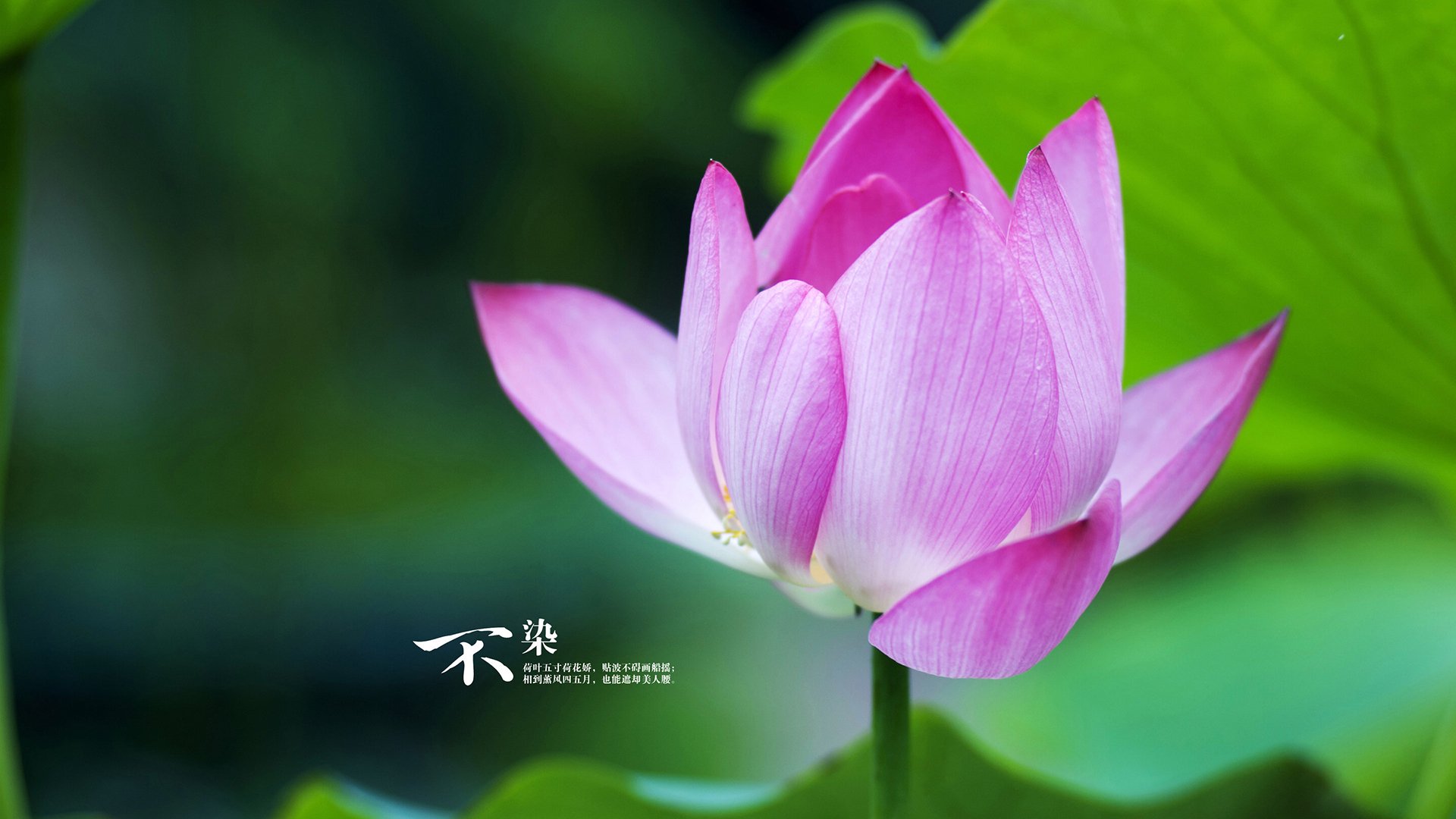 福克斯飙分如虹惊艳四座 老鹰团队风暴轻取76人